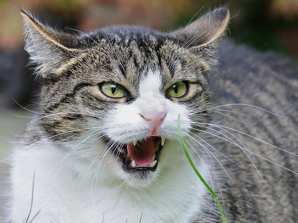Die Ohren der Katze reagieren auf jedes Geräusch und jede Bewegung um die Katze herum.